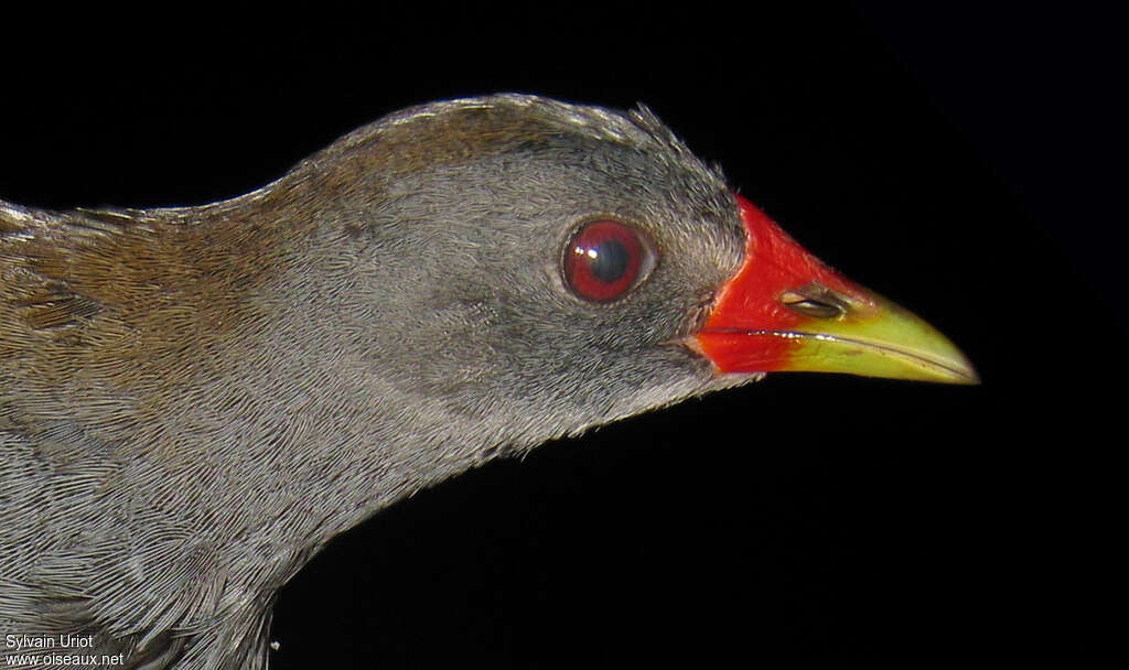 Paint-billed Crakeadult, close-up portrait