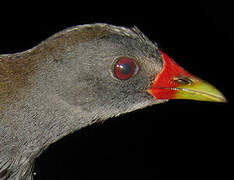 Paint-billed Crake