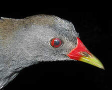 Paint-billed Crake