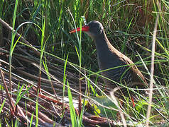 African Rail