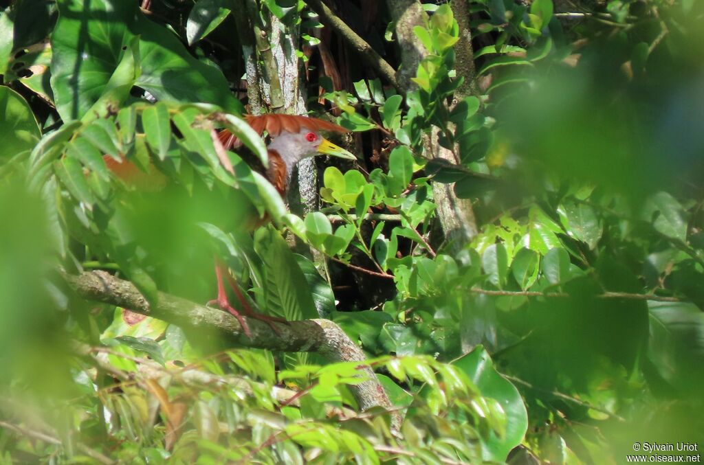 Grey-cowled Wood Railadult