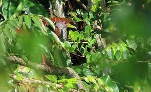 Grey-cowled Wood Rail