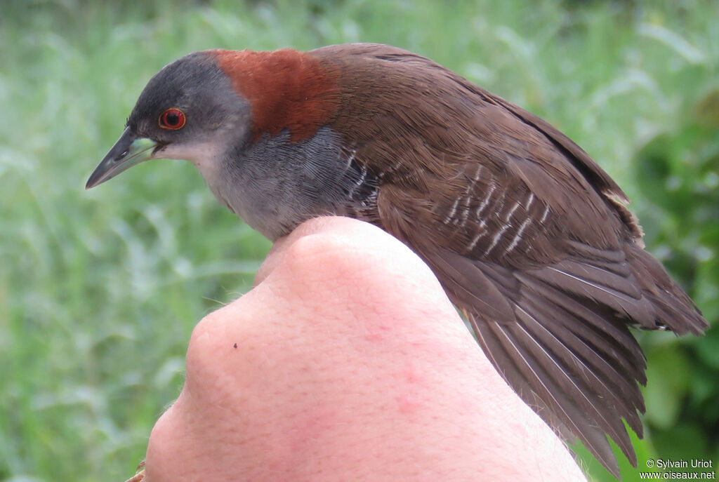 Grey-breasted Crakeadult