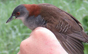 Grey-breasted Crake