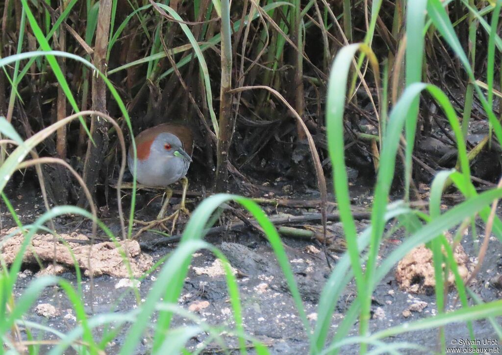 Grey-breasted Crakeadult