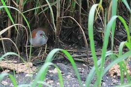 Grey-breasted Crake