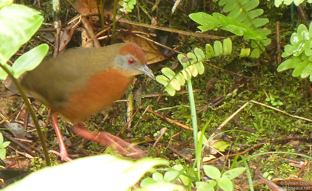 Russet-crowned Crake