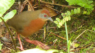 Russet-crowned Crake