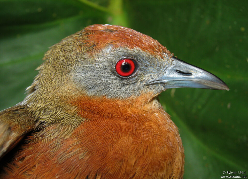 Russet-crowned Crake