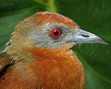 Russet-crowned Crake