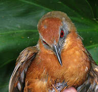 Russet-crowned Crake