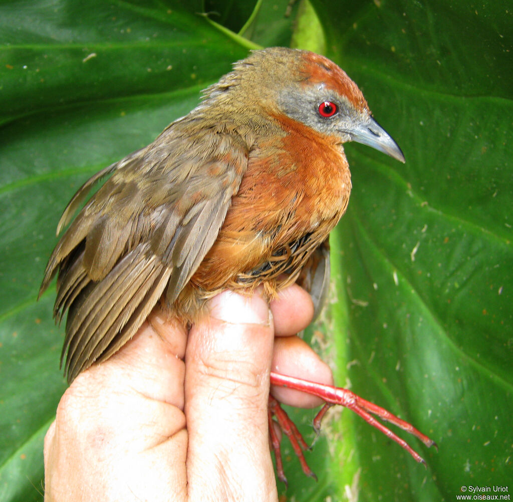 Russet-crowned Crake