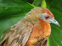 Russet-crowned Crake