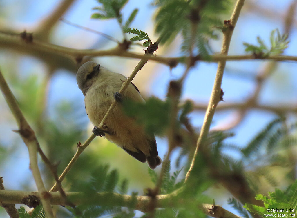 Grey Penduline Titadult