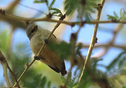 Grey Penduline Tit