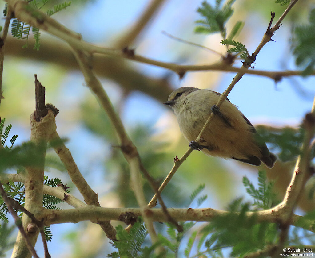 Grey Penduline Titadult