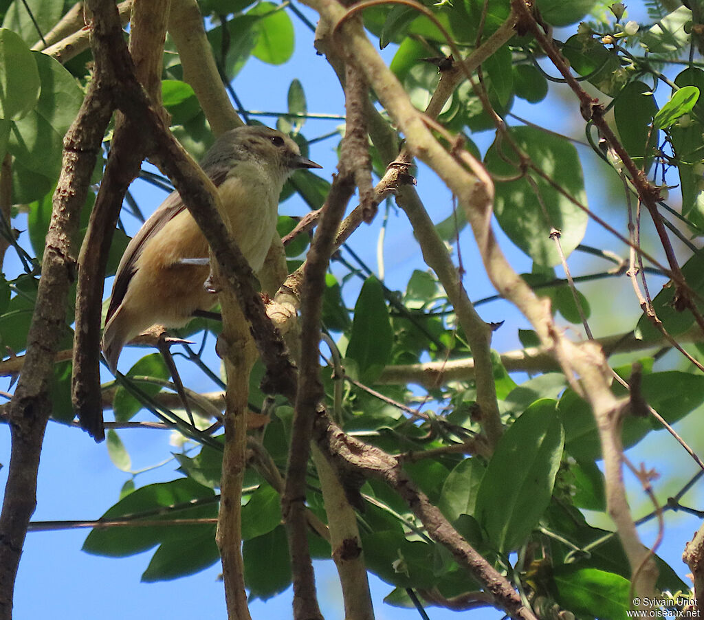 Grey Penduline Titadult