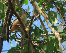 Grey Penduline Tit