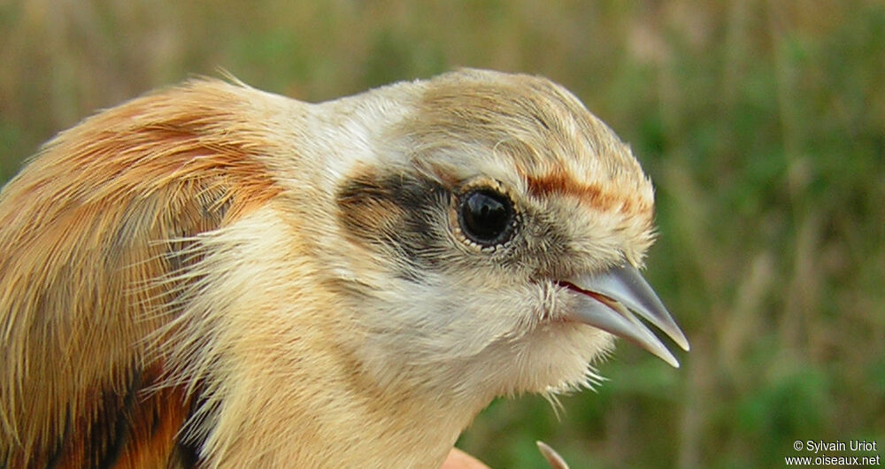 Eurasian Penduline Titimmature, close-up portrait