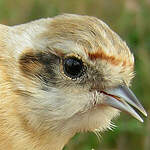 Rémiz penduline