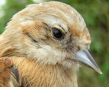 Eurasian Penduline Tit