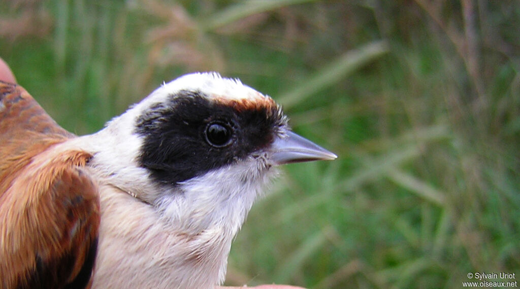 Eurasian Penduline Titadult, close-up portrait