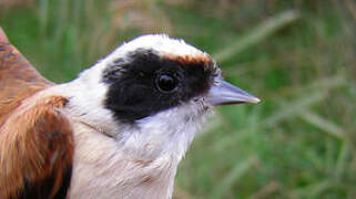 Eurasian Penduline Tit