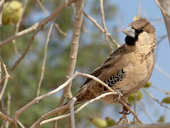 Sociable Weaver