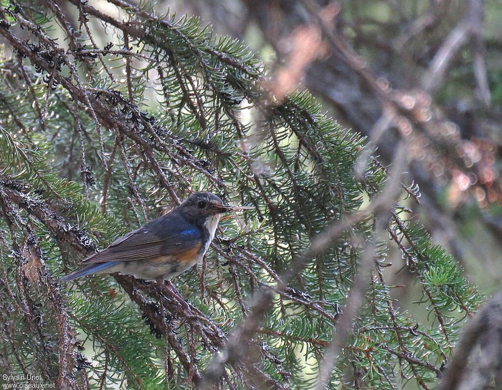 Robin à flancs roux mâle adulte nuptial, habitat, pigmentation, régime