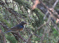 Robin à flancs roux