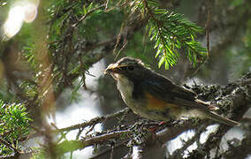 Robin à flancs roux