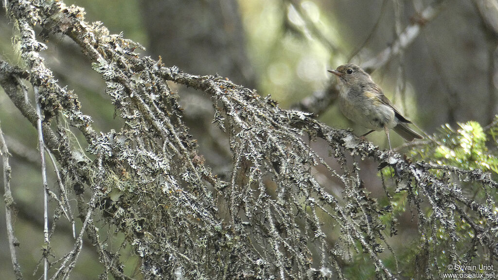 Robin à flancs roux femelle adulte