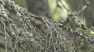 Red-flanked Bluetail