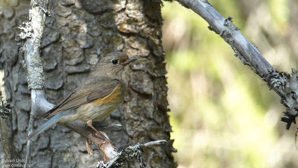 Robin à flancs roux femelle adulte nuptial, identification