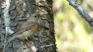 Red-flanked Bluetail