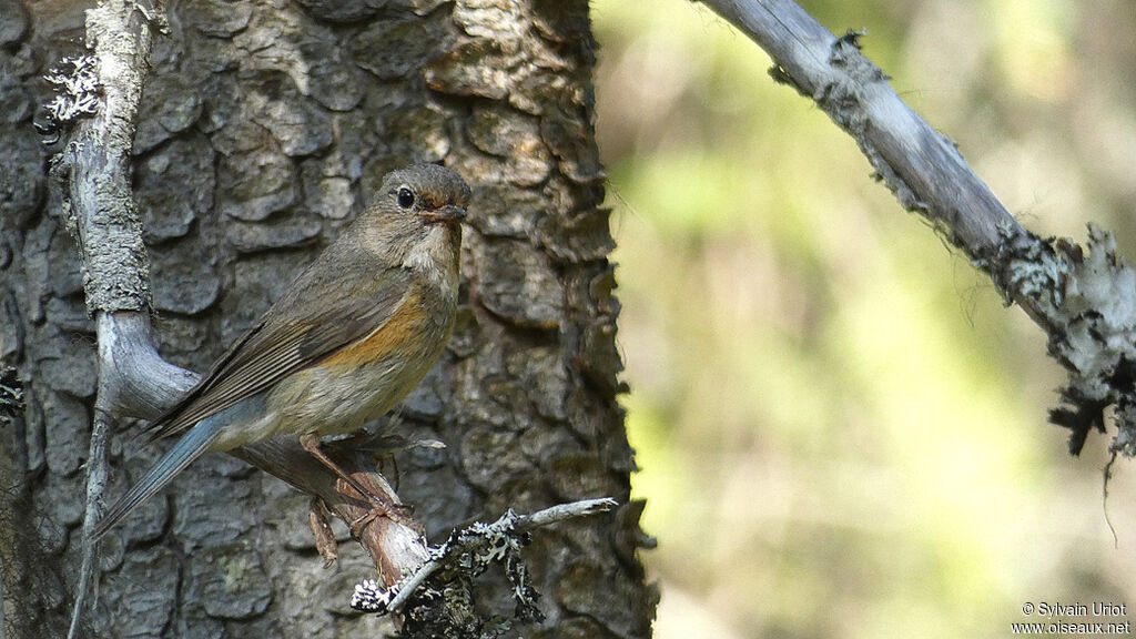 Robin à flancs roux femelle adulte