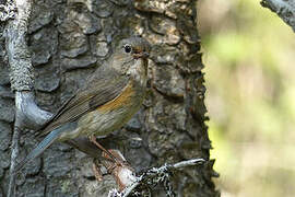 Red-flanked Bluetail