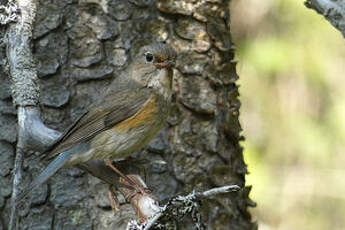 Robin à flancs roux