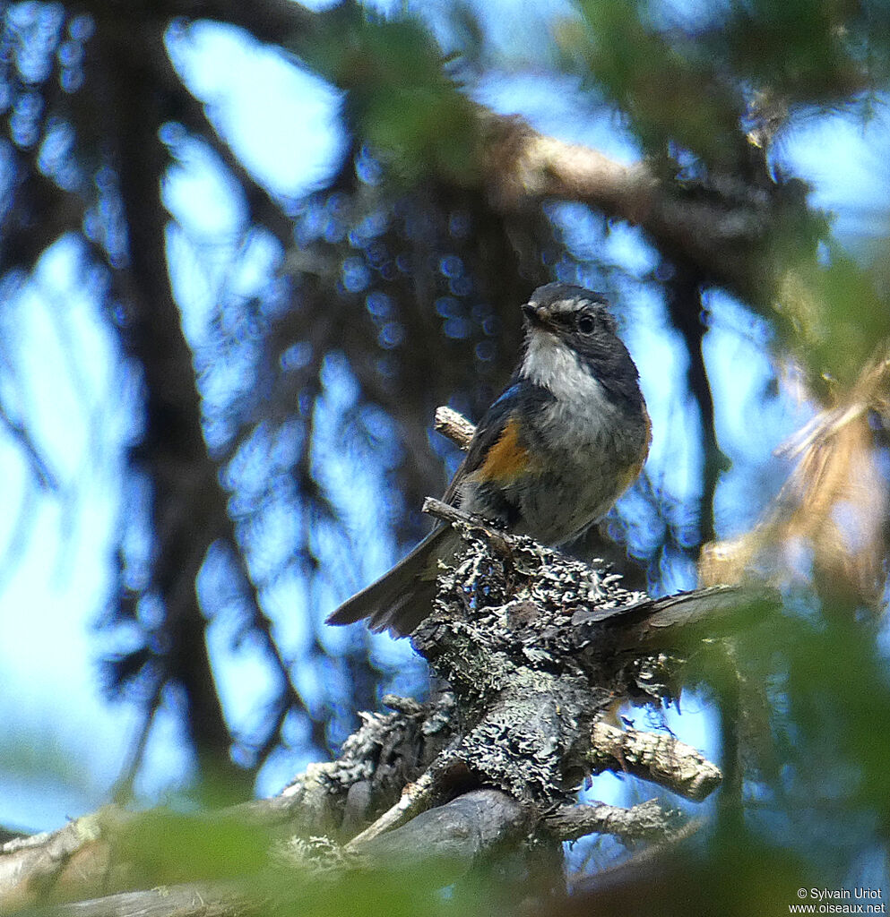 Robin à flancs roux mâle adulte