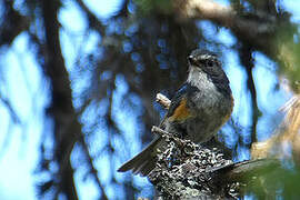 Red-flanked Bluetail