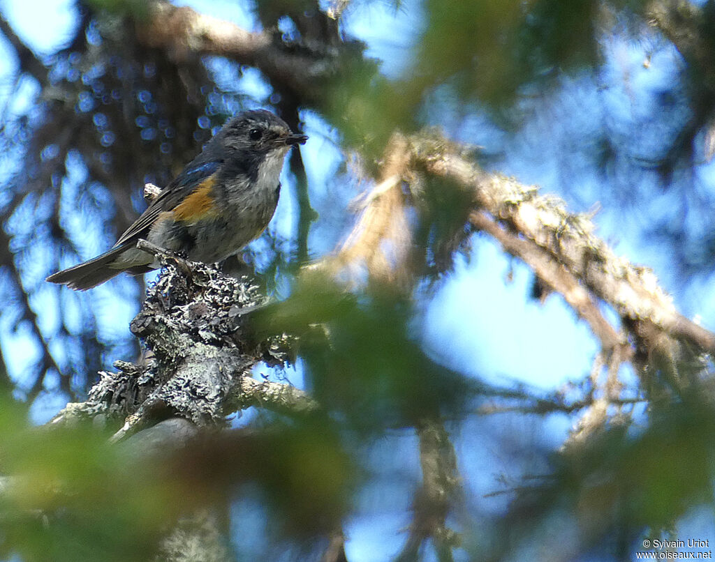 Robin à flancs roux mâle adulte