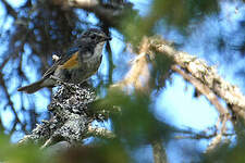 Robin à flancs roux