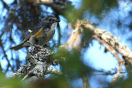 Red-flanked Bluetail