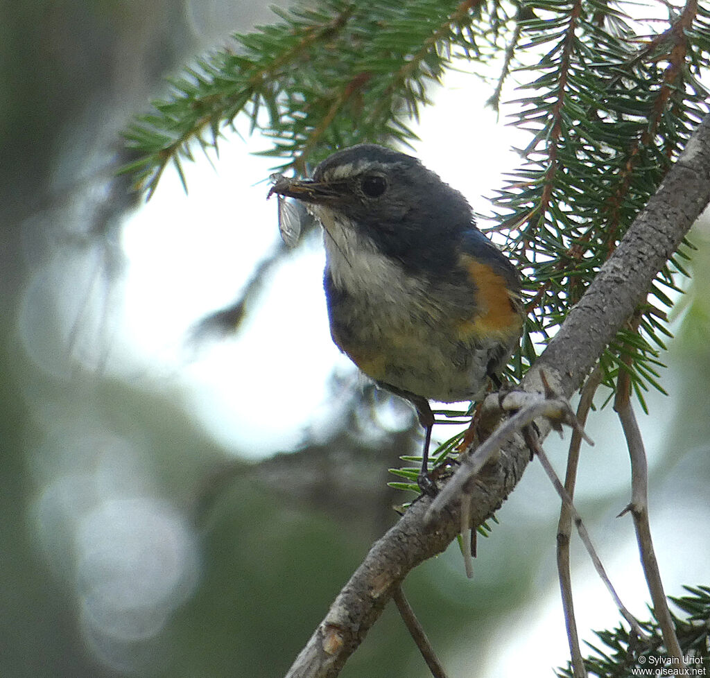 Red-flanked Bluetail male adult