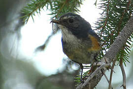 Red-flanked Bluetail