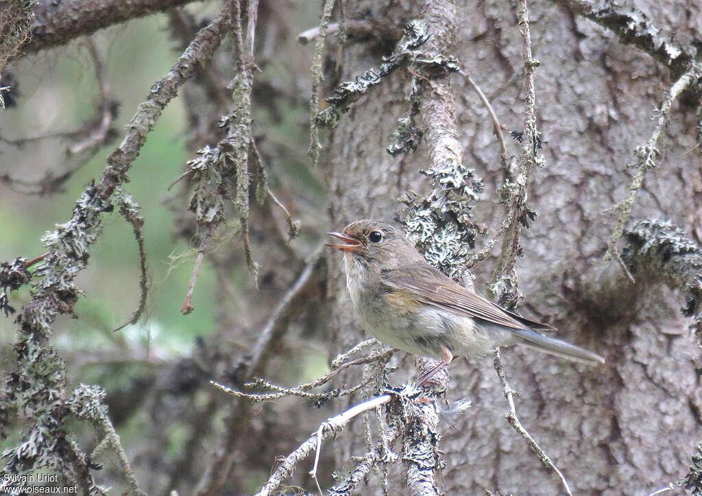 Red-flanked Bluetail female adult breeding, habitat, pigmentation