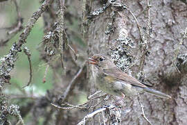 Red-flanked Bluetail