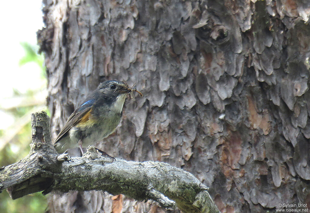 Red-flanked Bluetail male adult breeding, feeding habits, Reproduction-nesting