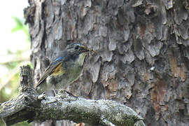 Red-flanked Bluetail