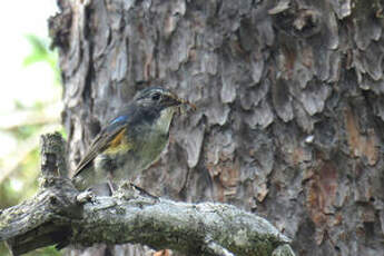 Robin à flancs roux